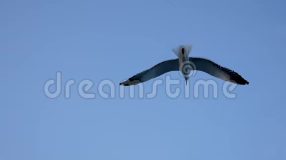 特写海鸥飞翔捕捉气流翅膀背景蓝天视频的预览图