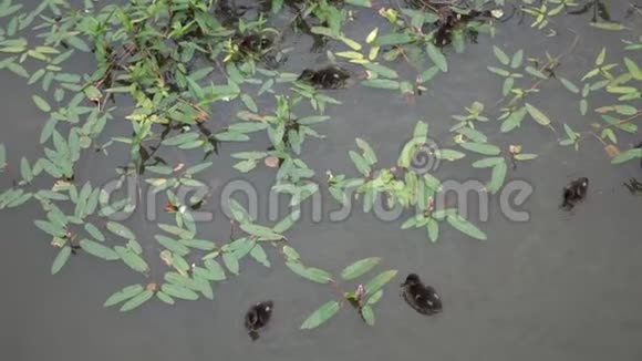 鸭子和可爱的小鸭子在池塘里缓慢地游动视频的预览图