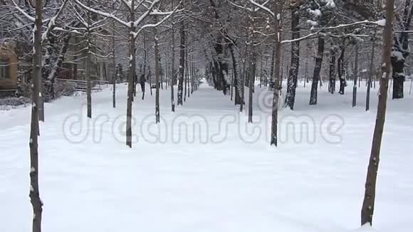 在雪地里城市公园里的小树近似视频的预览图