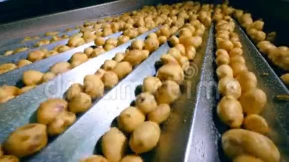 分拣输送机与未剥皮的土豆在工厂工作视频的预览图