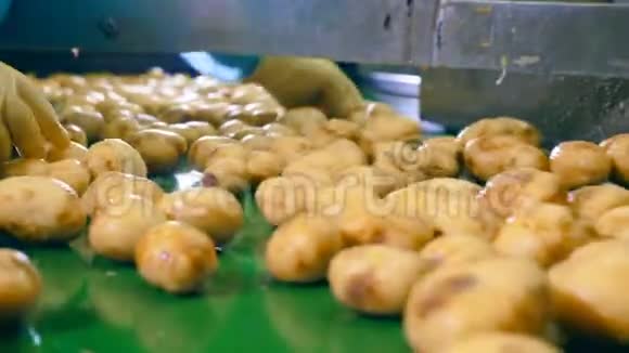 工人们在一家食品厂的自动输送机上切干净的土豆视频的预览图