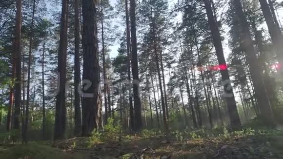 阳光充足的森林中的高松树视频的预览图