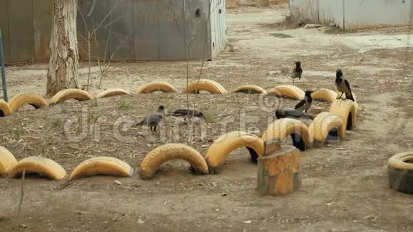 农家院子里的乌鸦群视频的预览图