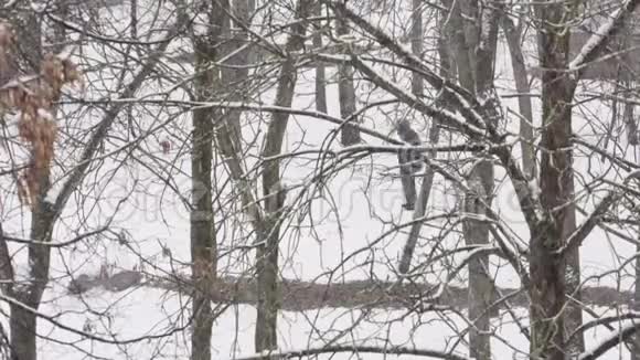 冬天下雪暴风雪帕瑟城市冬季背景视频的预览图