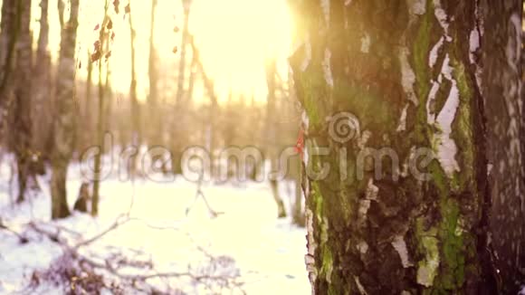 快乐的女人躲在冬天公园的大树后面慢慢地把雪球扔进照相机里视频的预览图