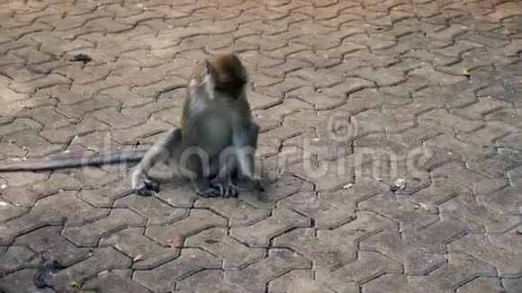在步行街上寻找食物的猴子视频的预览图