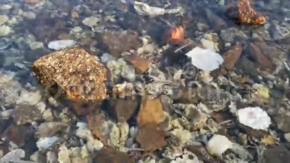有石头和贝壳的自然背景视频的预览图