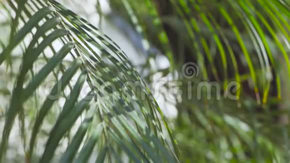 青枝棕榈树逆天棕榈枝背景视频的预览图