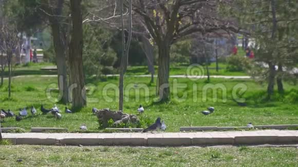 鸽子在公园里慢悠悠地走来走去视频的预览图