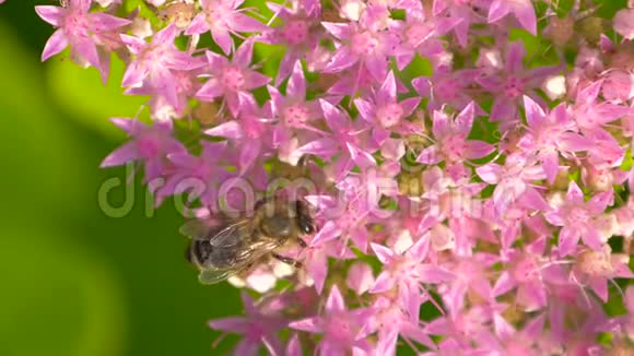 蜜蜂聚集花粉的宏观上景视频的预览图