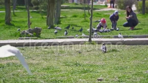 鸽子在公园里慢动作地行走和飞翔视频的预览图