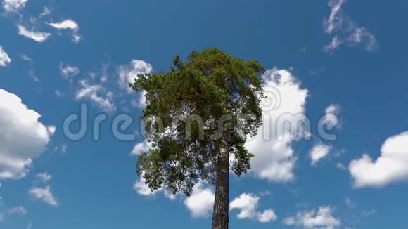 美丽的松树在蓝天上俯视白云背景视频的预览图