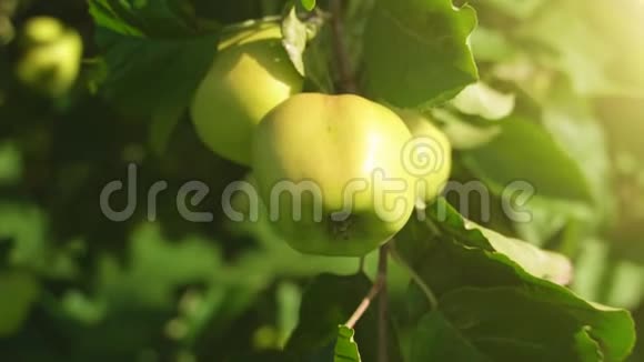 在阳光明媚的夏日树上苹果视频的预览图