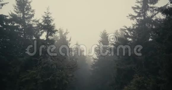 喀尔巴阡山脉在浓雾中缓慢活动的高云杉树顶视频的预览图
