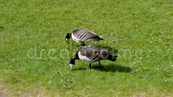 阳光明媚的夏日两只加拿大鹅在田野上啄着青草视频的预览图