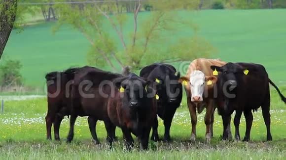 捷克共和国春天的草地上站着一群漂亮的黑牛视频的预览图