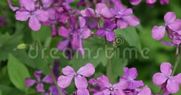 五颜六色的紫色花朵的自然背景花卉图案自然背景视频的预览图
