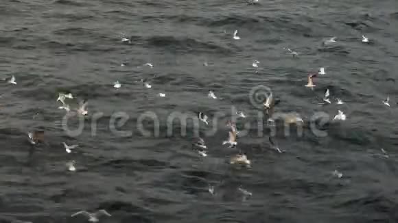 成群的海鸥不断地在水面上叫喊着从水面上飞起来视频的预览图
