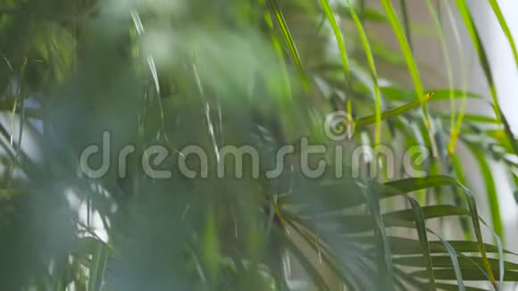 青枝棕榈树逆天棕榈枝背景视频的预览图