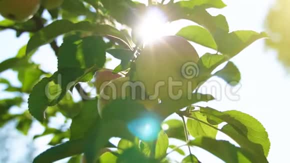 在阳光明媚的夏日树上苹果视频的预览图