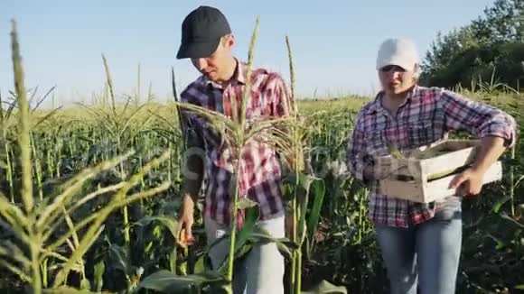 农民在有机生态农场收获玉米视频的预览图