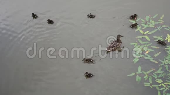 鸭子和毛茸茸的小鸭子在池塘里缓慢地游动视频的预览图