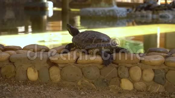 小乌龟坐在石头上视频的预览图