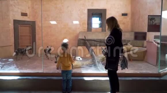 小男孩正在动物园里看鬣狗视频的预览图