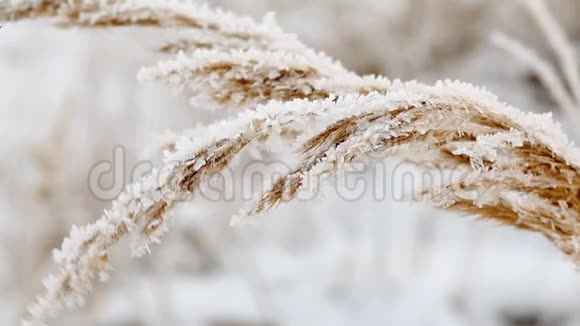 冬季冰冻草叶上的冰晶视频的预览图