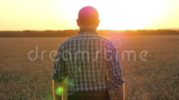 一个年轻的农民在麦田上迎接日落农业和商业一个人在美丽的风景上视频的预览图