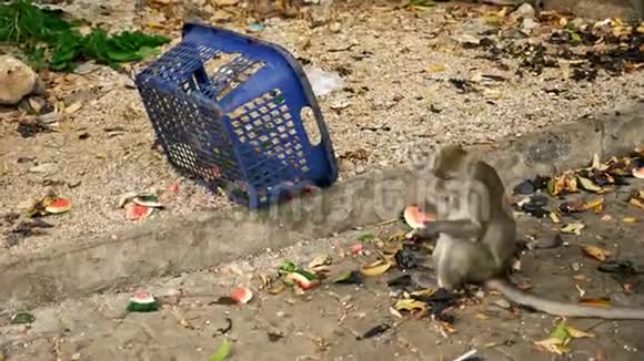 猴子从垃圾篮子里吃西瓜视频的预览图