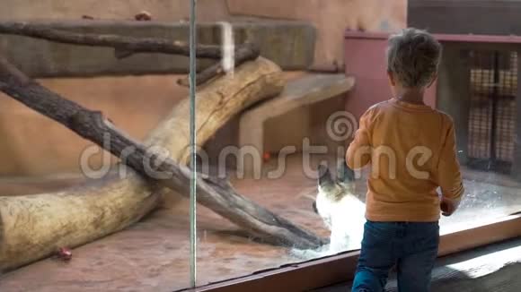 小男孩正在动物园里看鬣狗视频的预览图