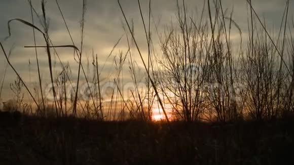 在美丽的日落视频中风日的草地视频的预览图