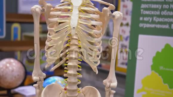 人类骨架学校模型展览中心视频的预览图