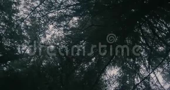 黑暗冷杉树枝被旋转的照相机在斯洛文尼亚的喀尔巴阡山脉拍摄视频的预览图