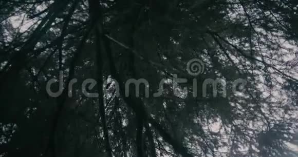在斯洛文尼亚的喀尔巴阡山脉一架旋转相机拍摄到浓密的云杉枝视频的预览图