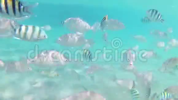 在阳光明媚的日子里红海的各种条纹鱼在蓝色清澈的海水中游泳慢速运动标准运动时间推移视频的预览图