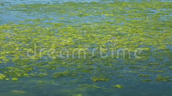 绿藻污染海洋视频的预览图