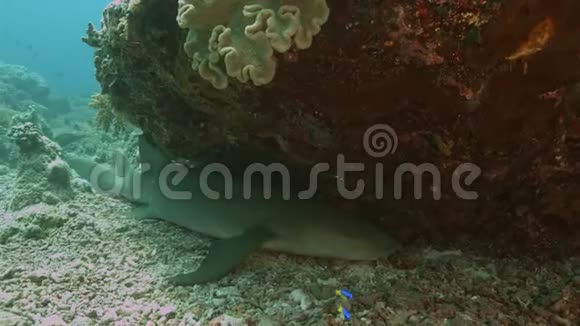 珊瑚礁上的鲨鱼护士视频的预览图