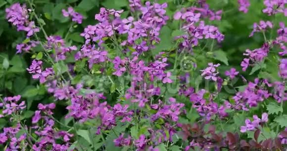 五颜六色的紫色花朵的自然背景花卉图案自然背景视频的预览图