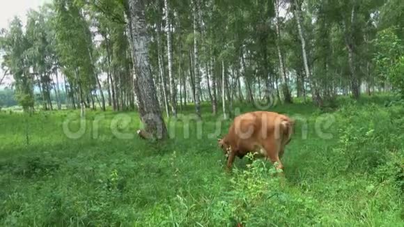 奶牛躺在绿草上视频的预览图
