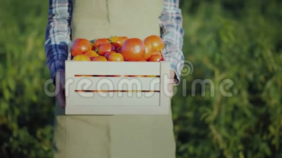 一个工人拿着一个装有西红柿的木箱视频的预览图