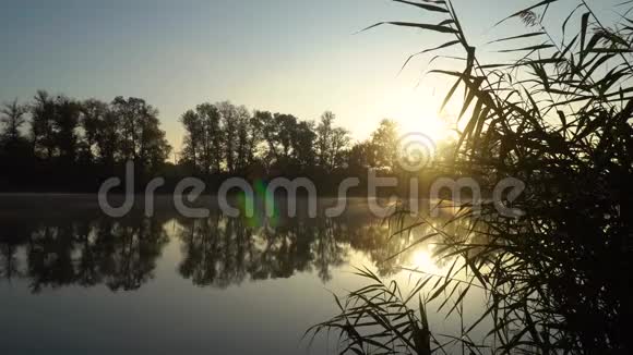 河岸上的日出右边第一个平面图上有特写芦苇和水上烟雾的景观视频的预览图