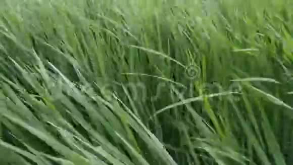 印度的农业发展视频MP4视频的预览图