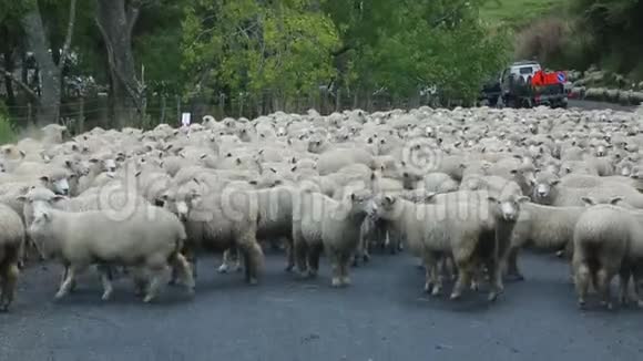 绵羊等着围起来视频的预览图