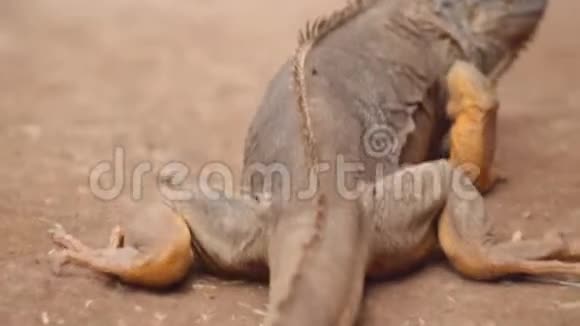 橘色鬣蜥行走在沙化景观中后景拍摄后的电影视频的预览图