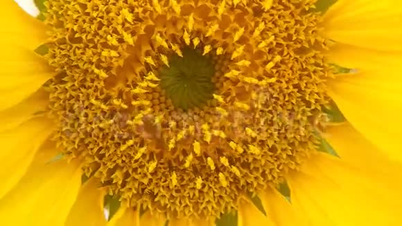向日葵用大黄蜂特写花朵视频的预览图