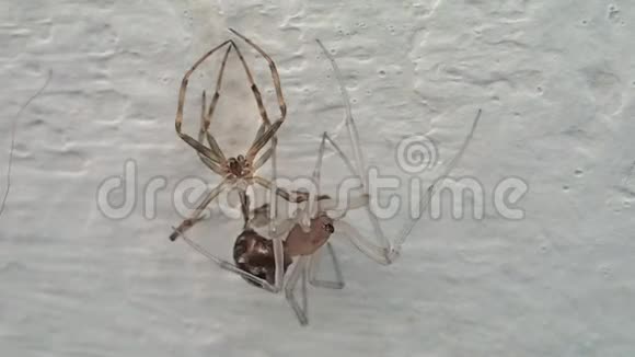 房子里的蜘蛛改变了它的皮肤视频的预览图
