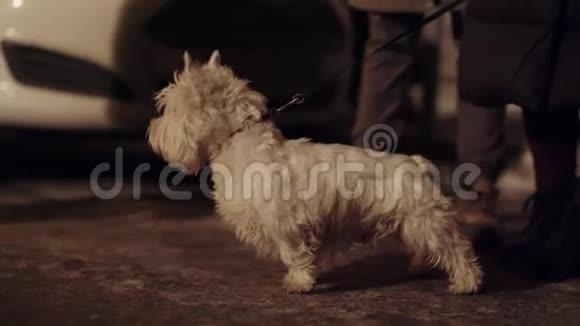 可爱的小白狗站在主人旁边的寒冷的冬天的街道视频的预览图