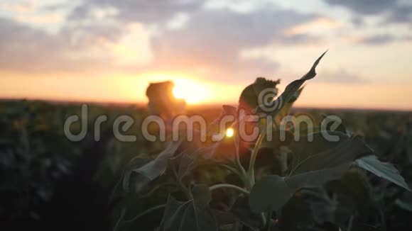 在夕阳的照耀下生长向日葵的田野视频的预览图